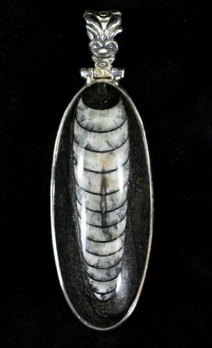 Fossil Orthoceras Pendant - Sterling Silver #21603